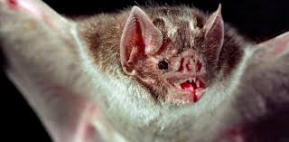 Close Relative of Highly Lethal Coronavirus Found in Brazilian Bats